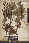 Foto von Salix lapponum L.